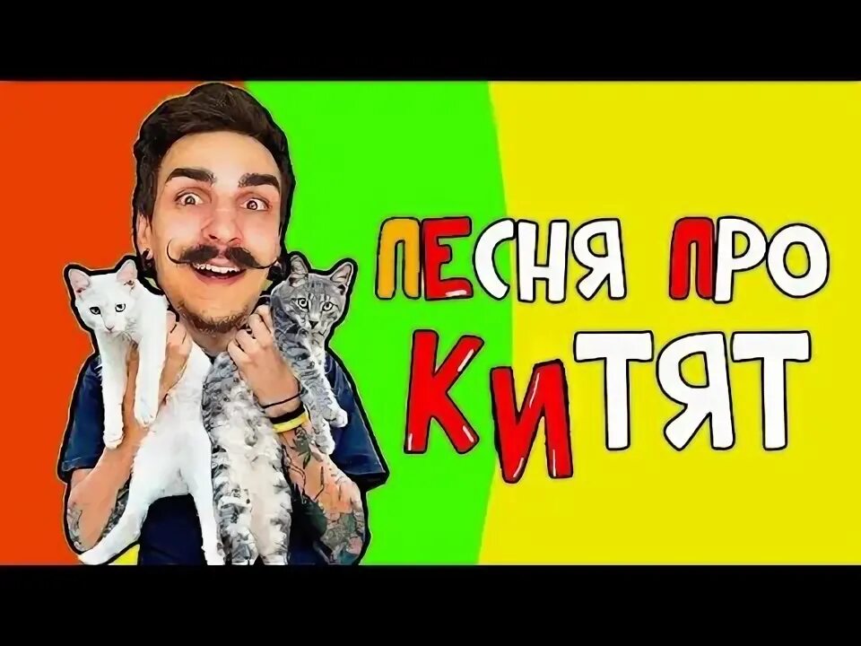 Холи бам блоггер. Холи бам серега и кокос. Холи бам песня про котят. Скибиди кот. Мультиварик тв кошка беспородная.