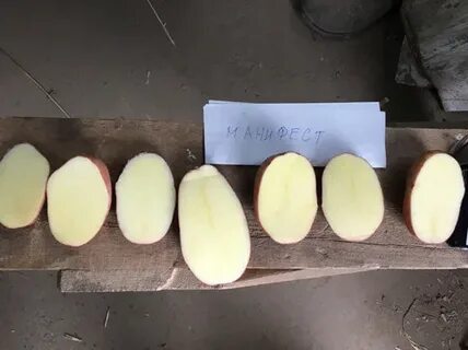 Картофель манифест вкусовые качества отзывы