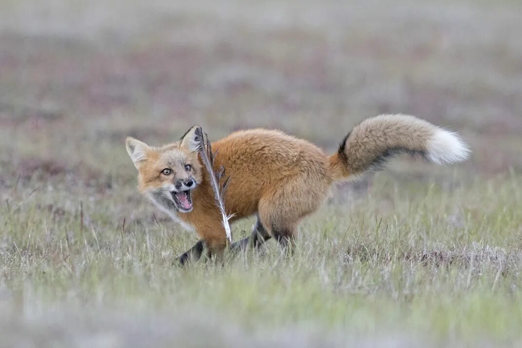 Kit fox. Молодая лиса. Лиса почуяла добычу. Самая крупная Лисья добыча.
