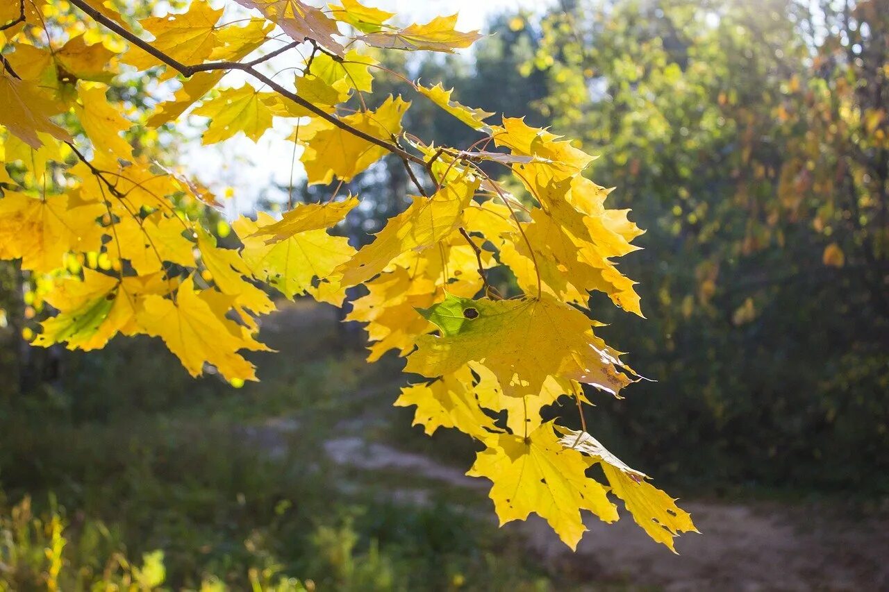 Золотистый клен дерево. Осеннее дерево клен. Жёлтый осенний клен. Осень клен. Под осенью клена.