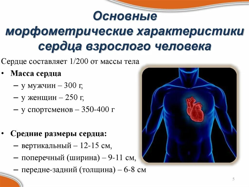 Вес сердца взрослого человека. Общая характеристика сердца. Масса сердца взрослого человека составляет. Характеристика сердца человека.