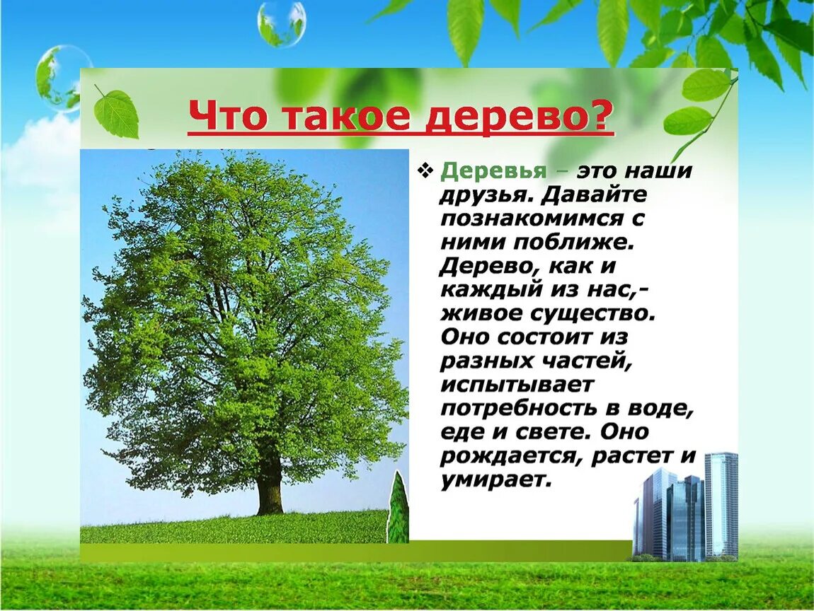 Презентация на тему деревья. Дерево для презентации. Деревья для дошкольников. Дерево для проекта.