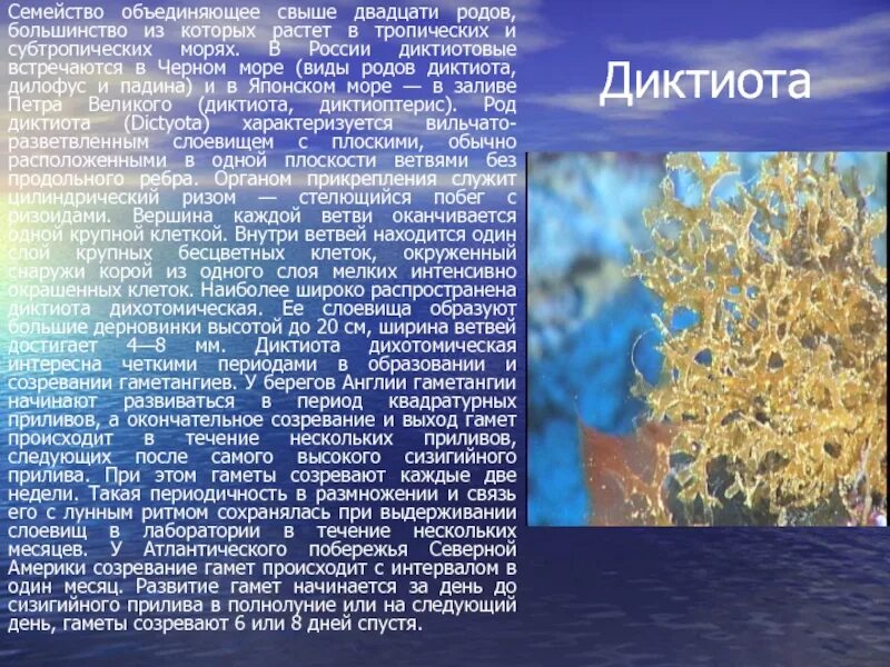 Род бурых водорослей. Водоросль падина сообщение. род диктиота. род диктиота строение. диктиота водоросль.