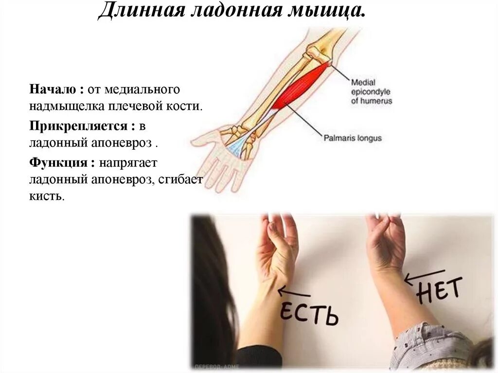 Горит предплечье. Сухожилия предплечья. Мышцы предплечья длинная ладонная мышца. Сухожилие ладонной мышцы. Мышцы и сухожилия предплечья и кисти.