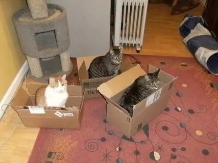 Trap the cat