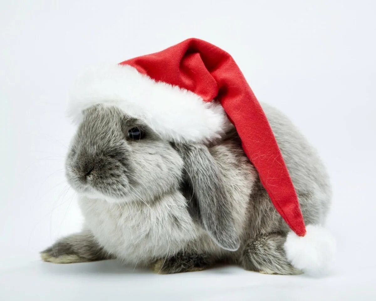 красивый новогодний кролик. кролик с подарком. какой новый год кролика. какой новый год кролика. новогодние животные.
