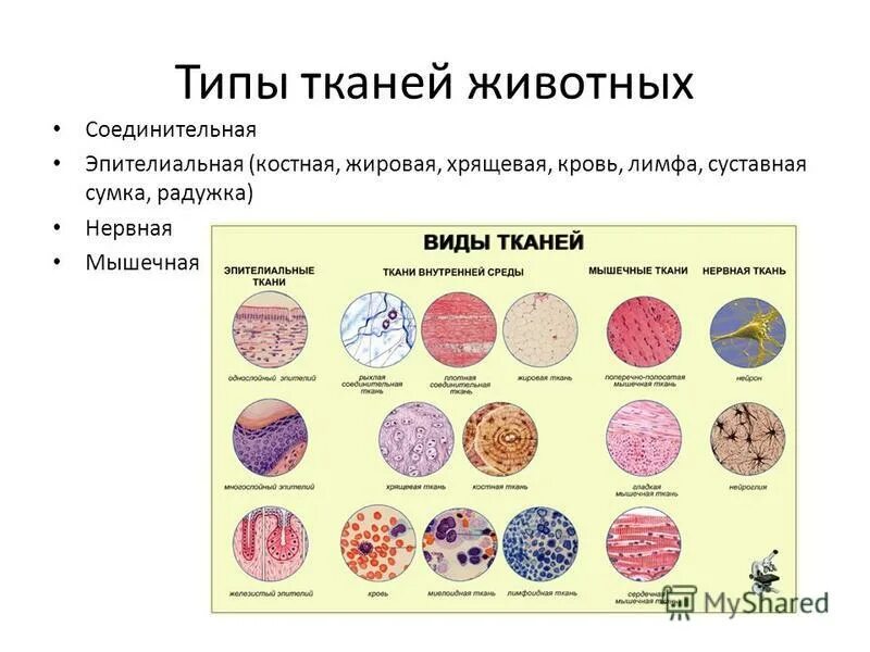 Какие типы тканей характерны для животных. Какие типы тканей характерны для животных