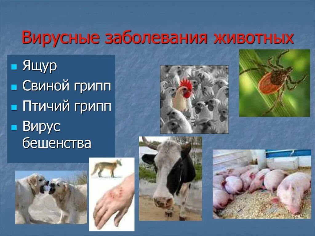 Вирусы заболевания животных. Вирусные болезни животных. вирусные заболевания животных презентация. вирусное заболевание ящур.