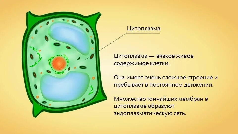 3 какую функцию выполняет цитоплазма. Цитоплазма у клеток растений 6 класс. структура клетки растения цитоплазма. цитоплазма растительной клетки. строение цитоплазмы клетки.