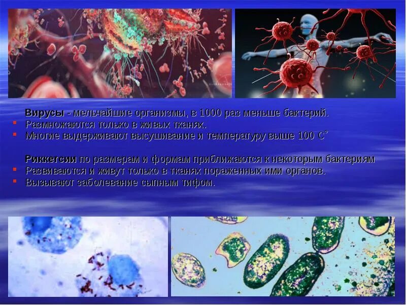 Мельчайшие организмы. Бактерии вирусы риккетсии грибки. Мельчайшие организмы размножающиеся только в живых тканях. Риккетсии размножаются.