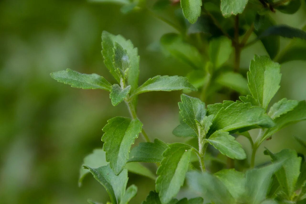 Stevia rebaudiana. Стевия rebaudiana медовая. Стевия куст. Стевия Лакомка.