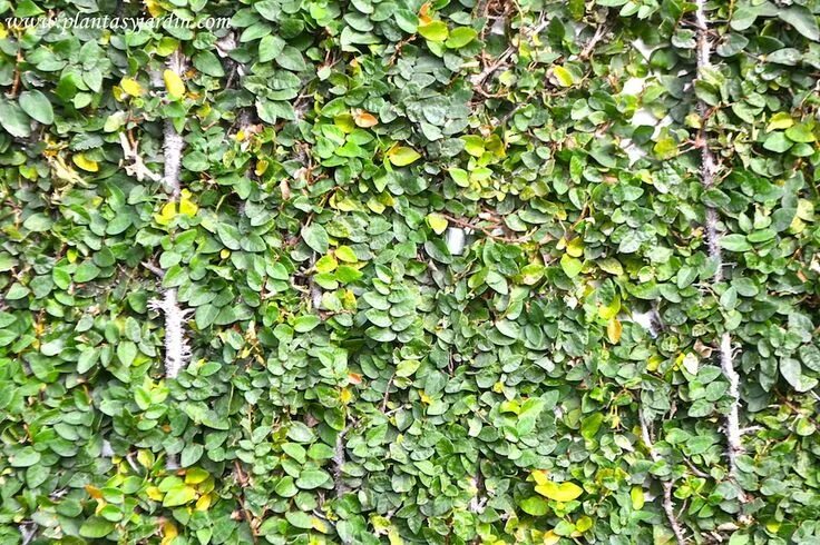 Sheared Creeping Fig Vine (Ficus pumila) Creeping fig, Garden design, Ficus pumi