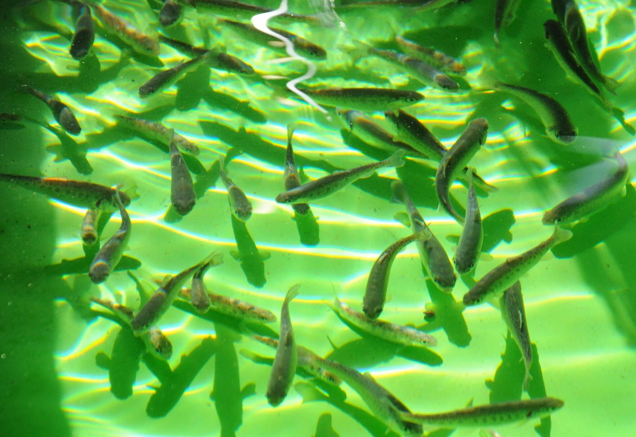 Водоросли мальки рыб окунь. Мальков каспийского лосося. малек семги. мальки рыб. мальки речных рыб.