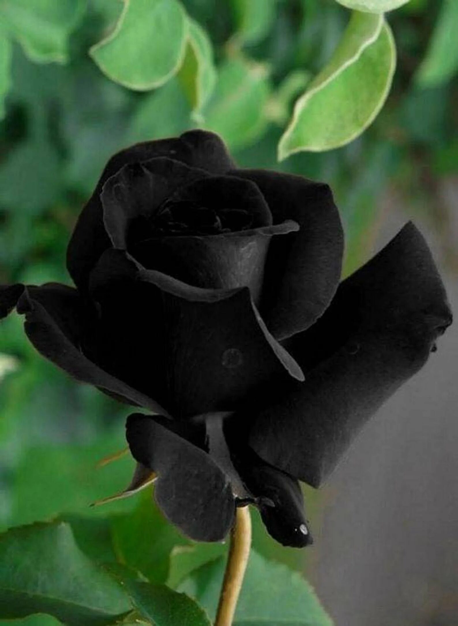 Сорт розы халфети. Черный цветок это. Петуния black velvet цветник. Морозник helleborus. Лилия блэк аут.