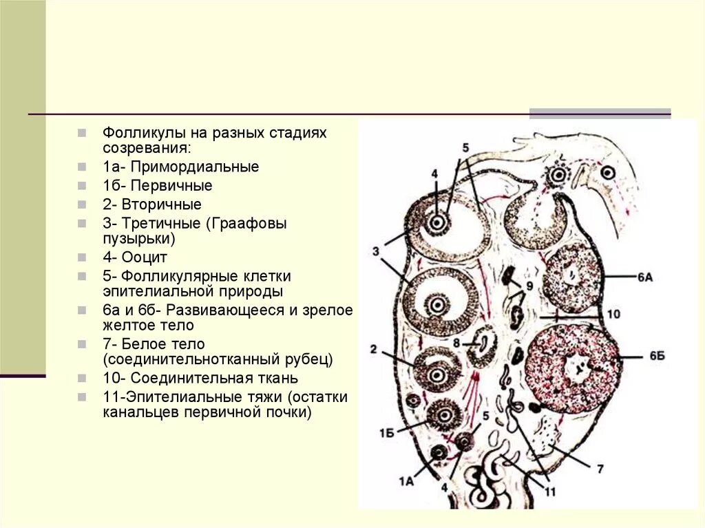 Строение фолликула гистология. Яичник гистология препарат третичные фолликулы. Строение третичного фолликула гистология. Фолликулы на разных стадиях. 17 фолликулам