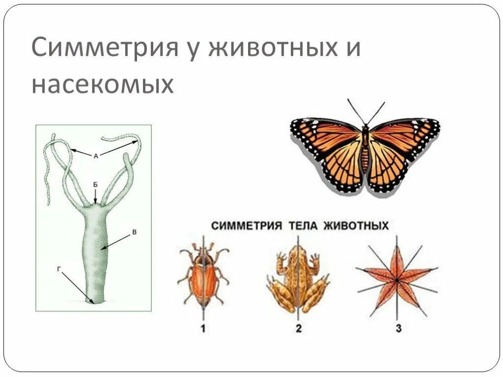 Типы симметрии животных 8 класс. Симметрия животных. Типы симметрии. Симметрия насекомых. Двусторонняя симметрия у животных.