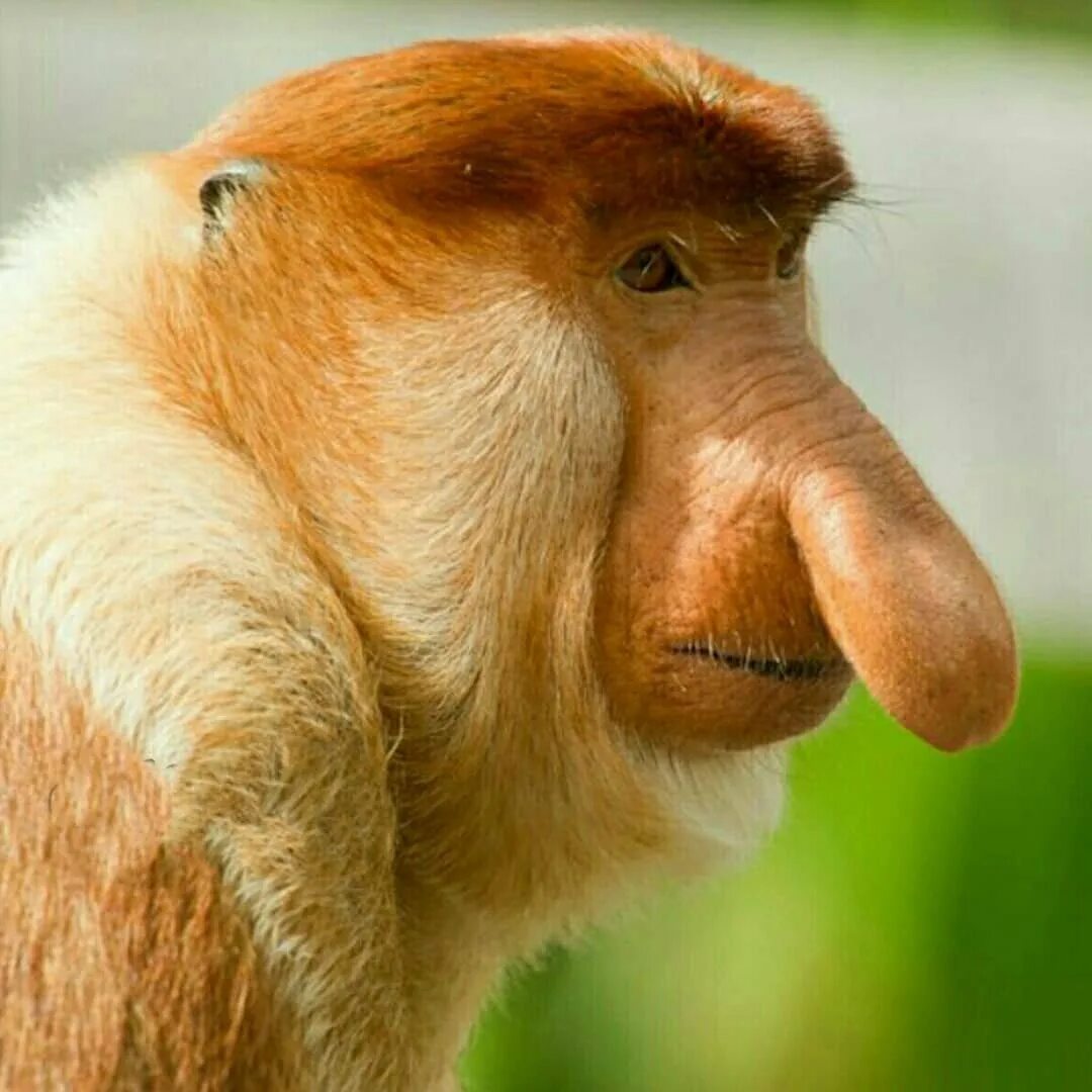 Обезьяна носач. Носач (proboscis Monkey). Обезьяна носач самец. Носач обезьяна 2.