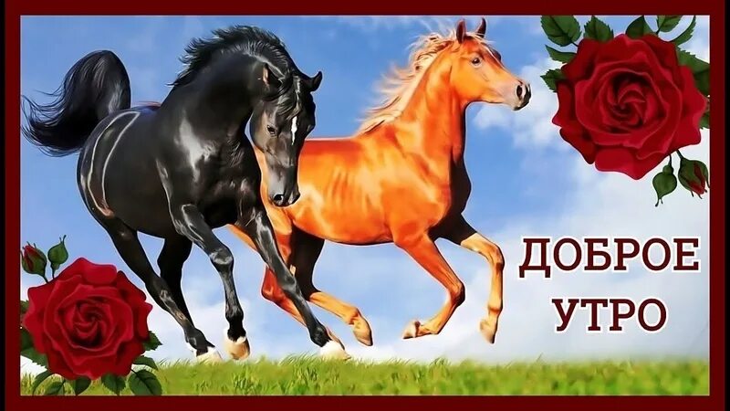 Лошадь красивые слова. Доброе утро с лошадьми. Доброе утро с лошадками. С добрым утром лошади. Открытки доброе утро с лошадьми.