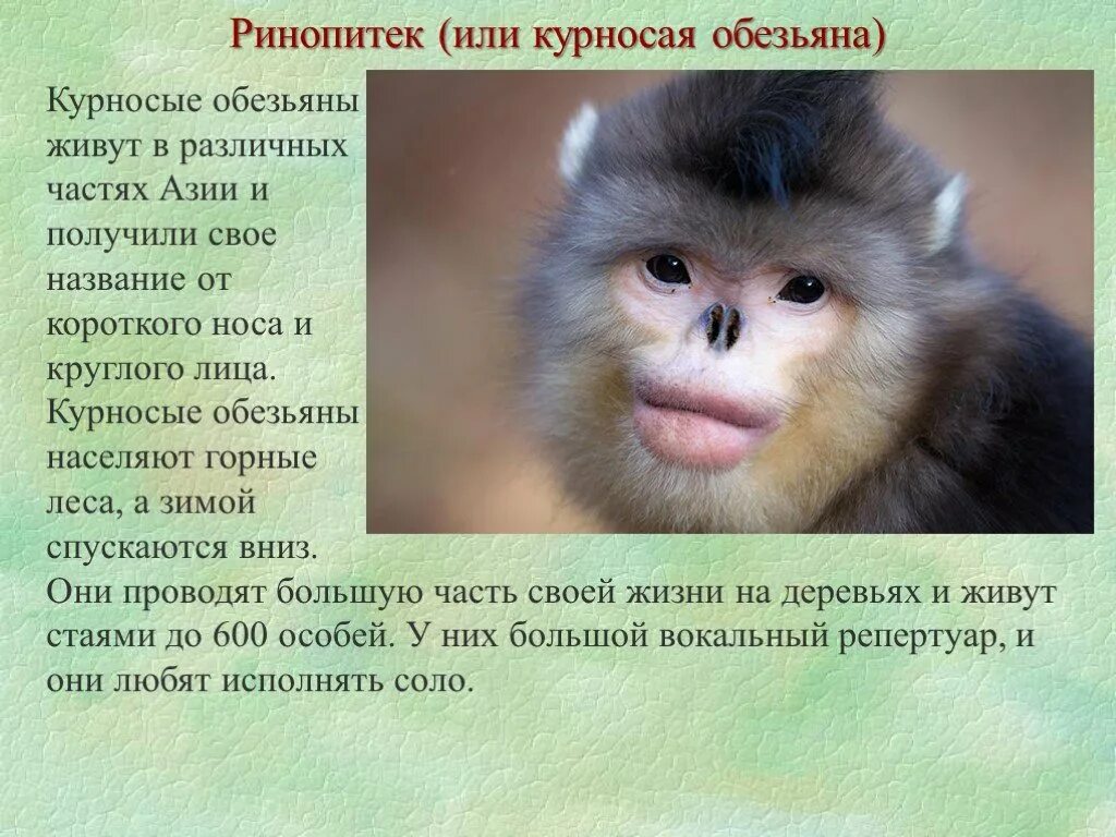 Тонкинский ринопитек. Губастая обезьяна. Ринопитек страйкера. Обезьяна рокселланов ринопитек. Обезьяна рокселланов ринопитек.
