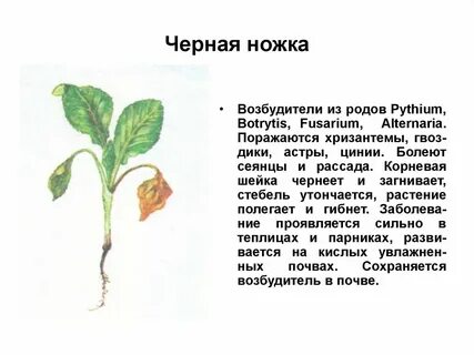 Стебель род