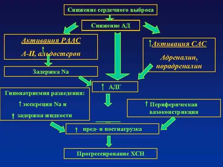 Сердечная недостаточность лекция. Ренин-ангиотензиновая система. Активация РААС при сердечной недостаточности. Ренин-ангиотензиновая система сердечная недостаточность. Активация РААС при ХСН.