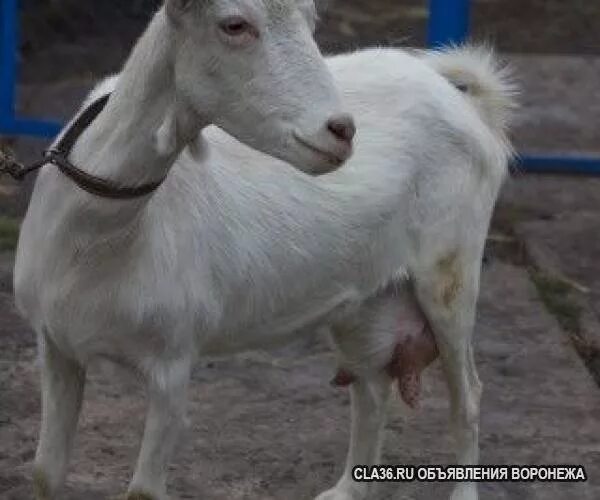 Чешская белая коза. Породы дойных коз с серёжками. Белая вислоухая дойная коза. Козы белые молочные. С сережками. Купить козу в ростовской