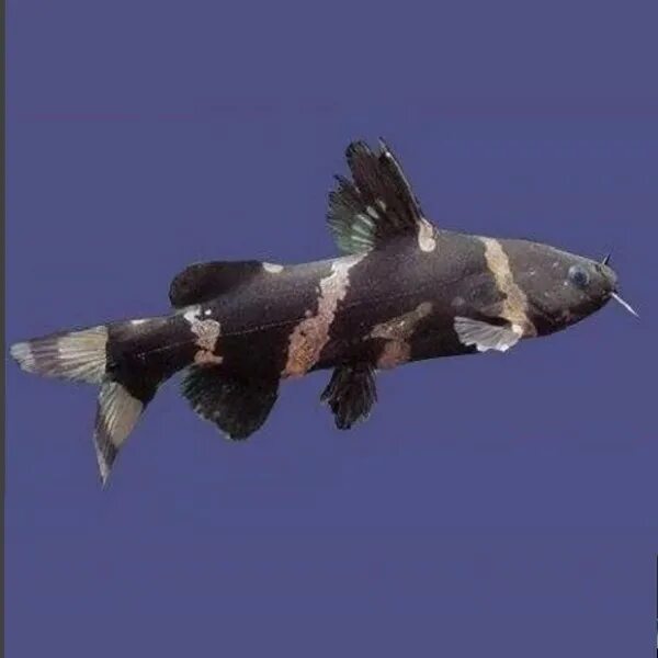 Сиамская касатка. Сом Касатка Сиамская. Сиамская Касатка аквариумная. Касатка Сиамская аквариумная рыбка. Сом Сиамская Касатка аквариумный.