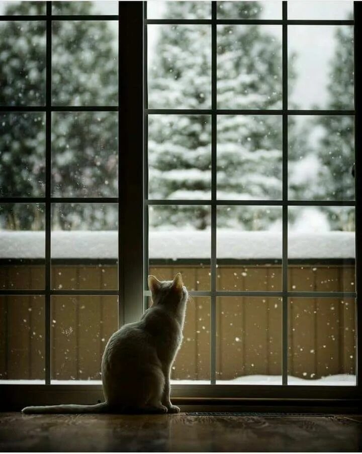 Look out of the window it snow