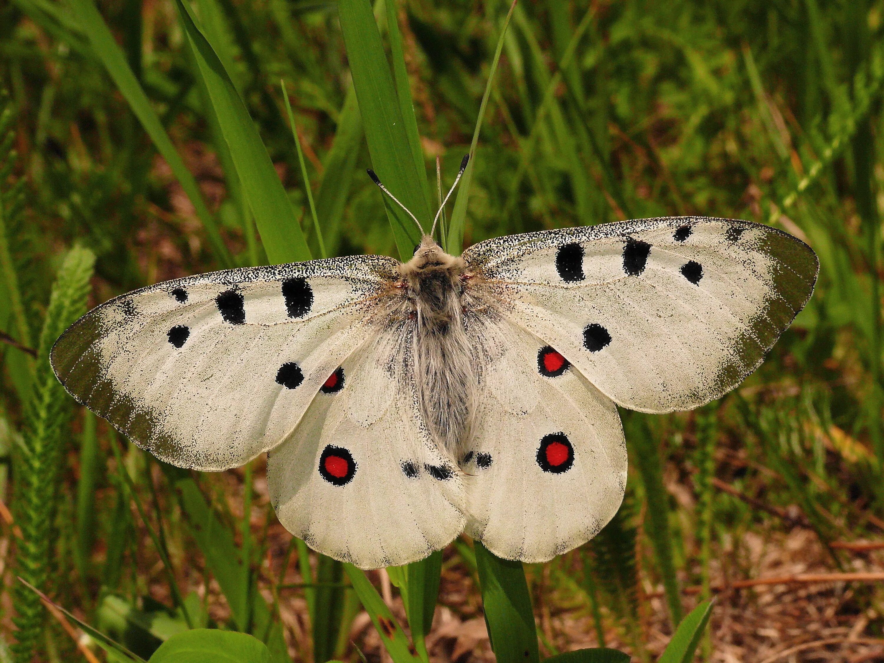 Аполлон пермь. Parnassius apollo linnaeus, 1758. аполлон феб бабочка. керженский заповедник бабочка аполлон. керженский заповедник насекомые аполлон.
