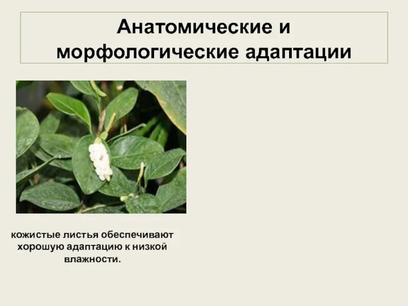Выберите пример морфологической адаптации Картинки ФОРМЫ МОРФОЛОГИЧЕСКОЙ АДАПТАЦИИ