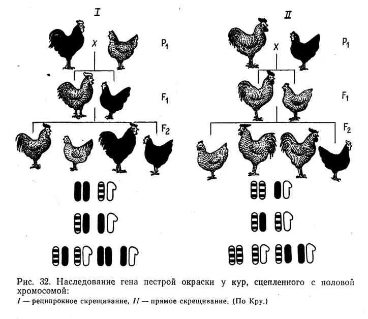 Половые хромосомы петуха