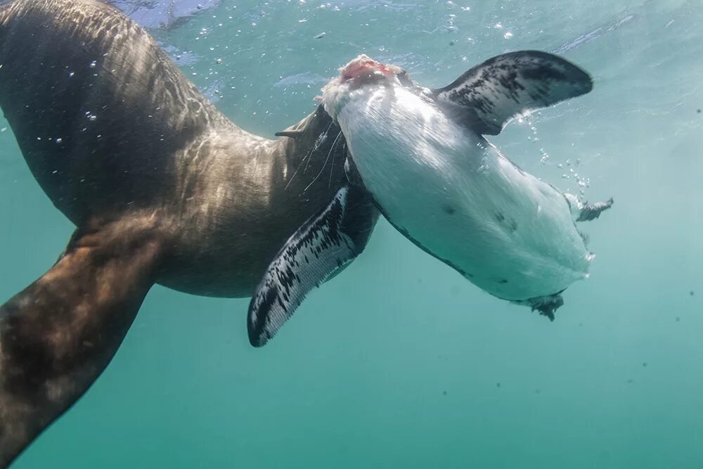 Морской нападение. Морской леопард Касатка кит. Касатка Дельфин акула. Дельфин нападает на акулу.