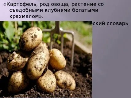 Картофель какой род