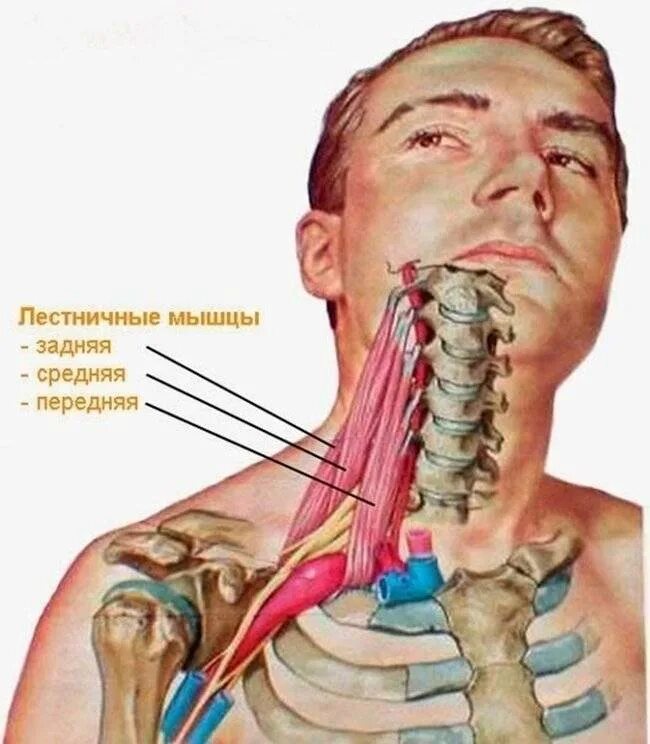 Лестничные мышцы анатомия. Лестничные мышцы. Лестничные мышцы шеи. Передняя лестничная мышца. Передняя средняя и задняя лестничные мышцы.