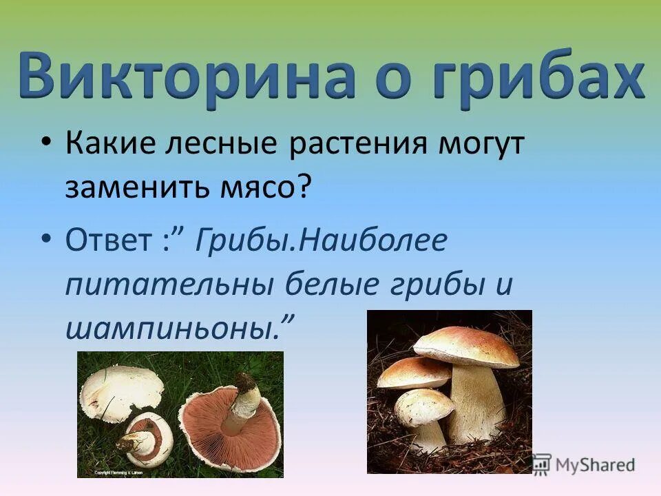 Грибы обж 8 класс. Вопросы про грибы. Вопросы про грибы с ответами.