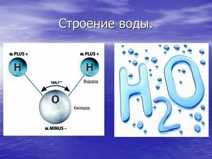 Вода в биологии