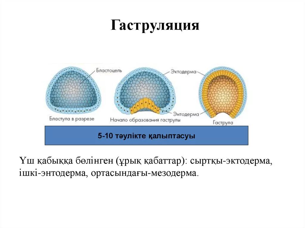 Гаструла образуется в результате. Гаструляция 3 слоя. Гаструляция бластопор. Бластуляция и гаструляция. Нейрула бластула глобула.