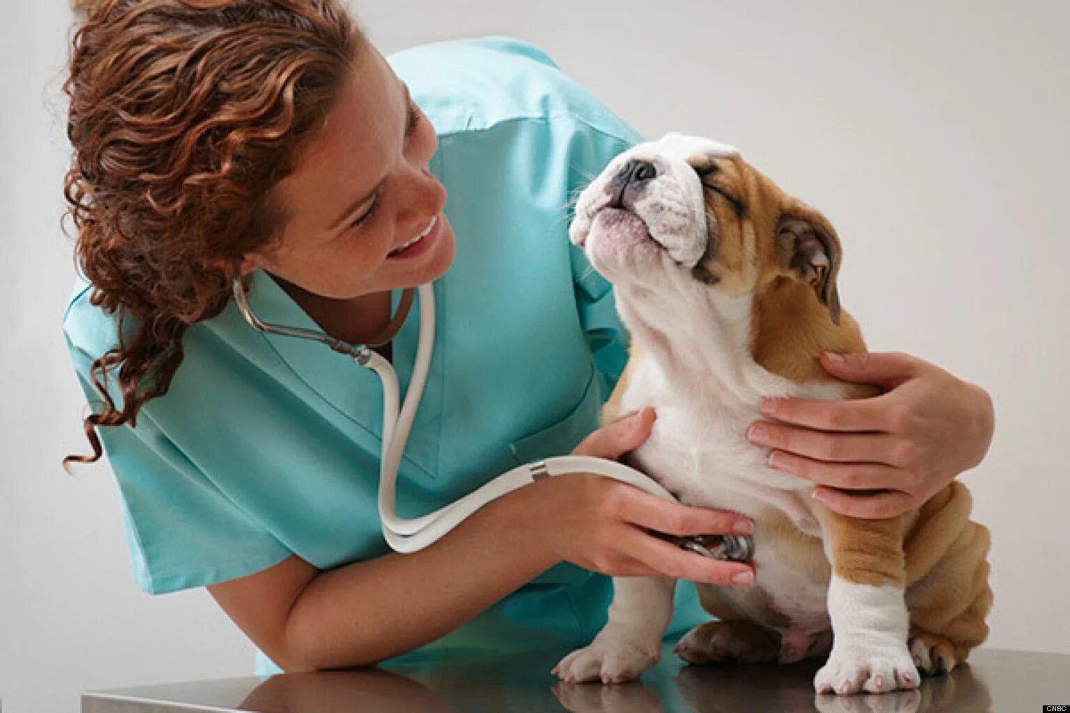 Обследование собак. Ветеринар. Ветеринар с собакой. Терапия животных. Собака врач.