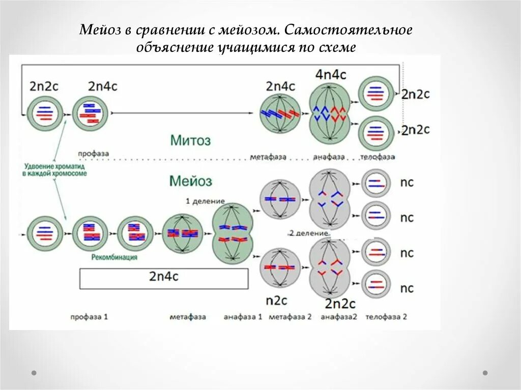 Таблица митоз мейоз 1 мейоз 2. Митоз и мейоз 2. Мейоз 1 фазы и набор хромосом. Мейоз схема 2n2c.