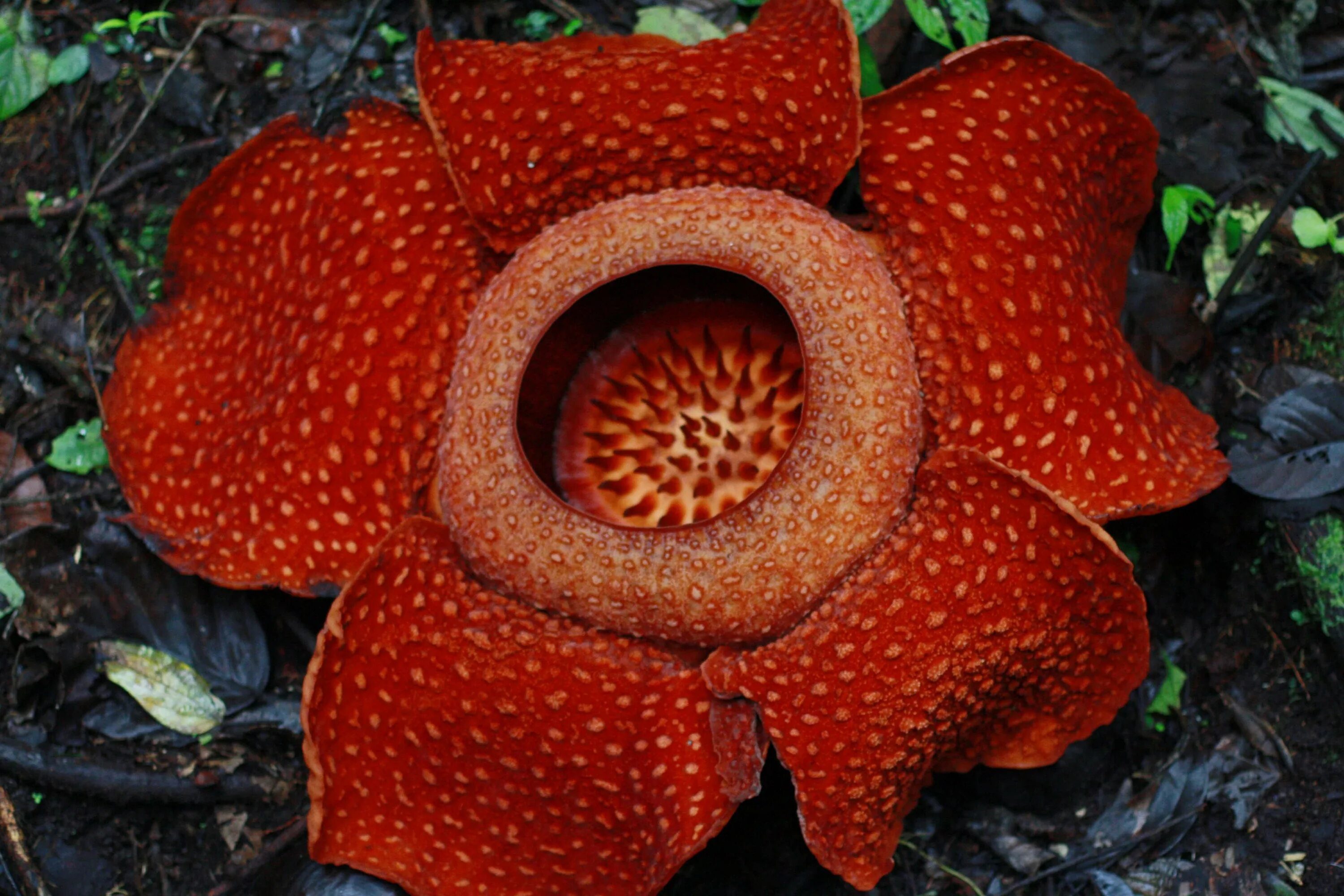 Удивительное о цветах. Раффлезия Арнольди. Раффлезия Арнольди цветок. Раффлезия Арнольда (Rafflesia arnoldii). Раффлезия Арнольди самый большой цветок в мире.