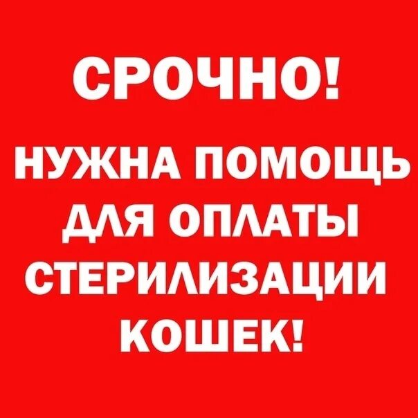 Родители отправили дочь на стерилизацию. Срочный сбор. Срочный сбор на стерилизацию. Сбор на кастрацию. Срочный сбор на стерилизацию картинки.