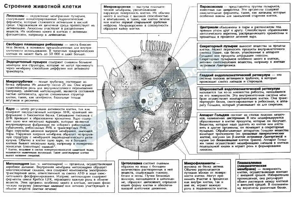 Какова функция органоидов. Таблица органоиды клетки и их функции и строение. Структура и функции органоидов клетки таблица. Строение и функции органоидов животной клетки таблица. Органоиды клетки строение и функции таблица.