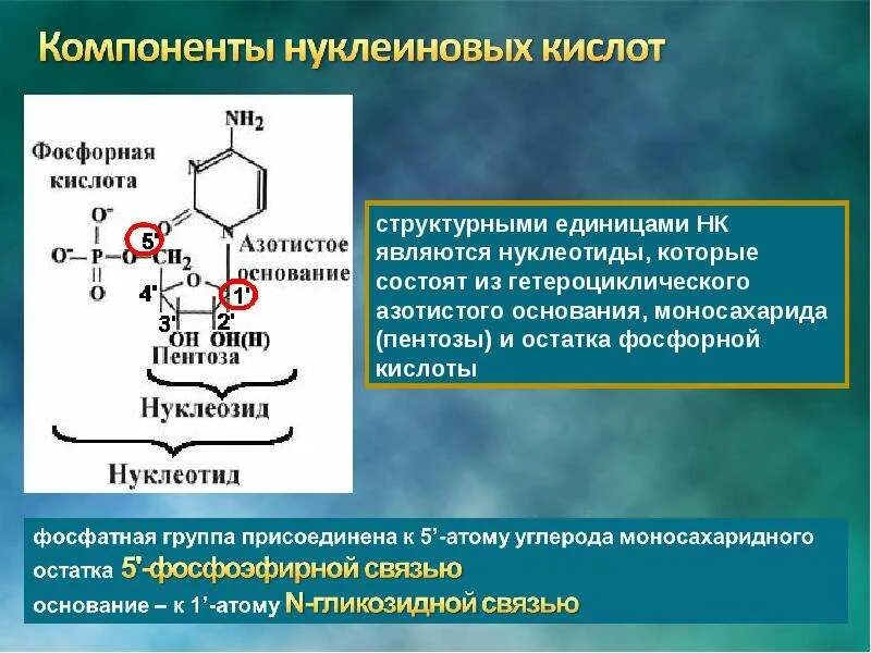 Структурные компоненты нуклеиновых кислот. Структурными элементами нуклеиновых кислот являются. Структурные элементы нуклеиновых кислот. Структурная единица нуклеиновых кислот.