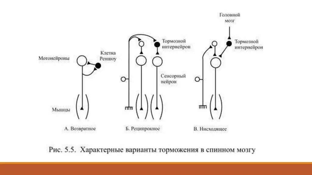 Нейронная схема реципрокного торможения. Реципрокное торможение физиология схема. Реципрокное торможение в ЦНС физиология. Нисходящее торможение схема. Возвратное торможение