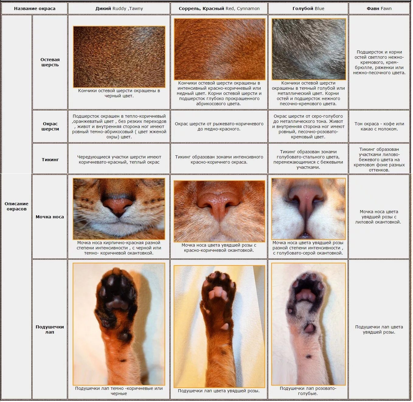 Окрас и тип шерсти кошек. Наследование окраса у кошек. Генетика окрасов абиссинских кошек. Окрасы абиссинских кошек таблица. Таблица генетики окрасов.