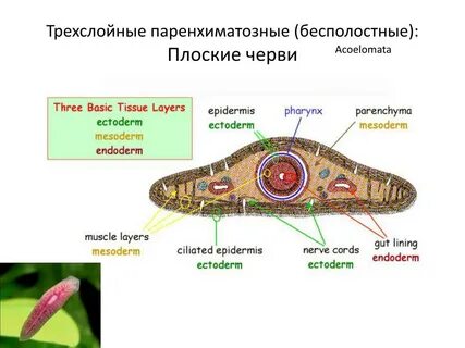 Транспорт веществ у плоских червей