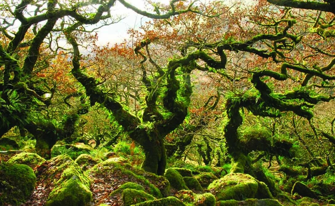 Невероятный лес. Дартмур Англия лес. Вистманский лес Англия. Уистманс Вуд. Удивительный лес.