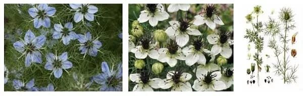 Black Seed Oil 16 oz 100% Pure Cold Pressed by Gye Nyame Holistics eBay