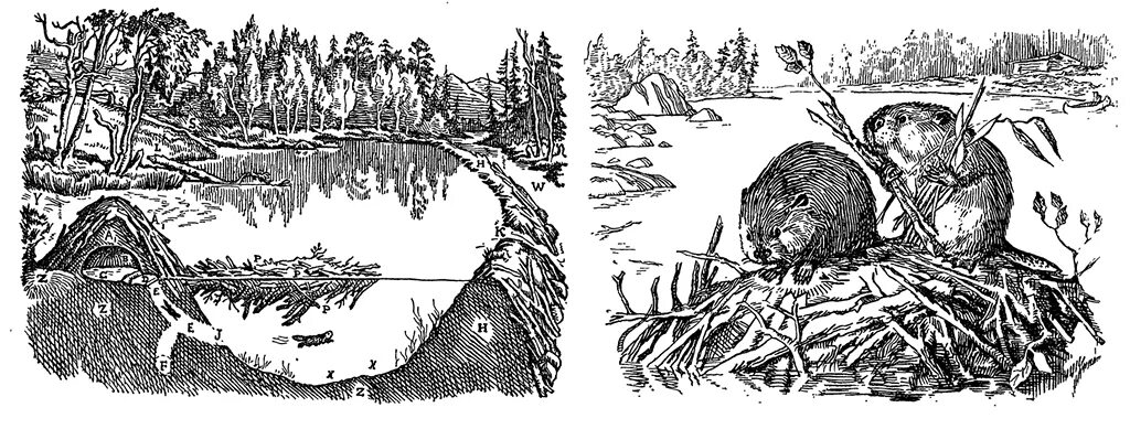 Бобра мансуров. Бобр обыкновенный хатка. схема плотины и хатки бобра. бобры плотина.