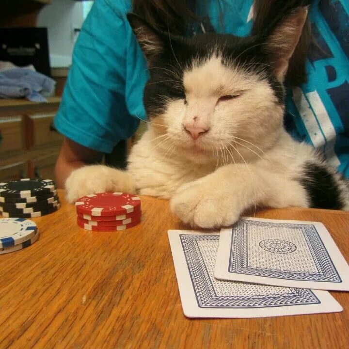 Игра money cat. Кот Покер. Кот с покерфейсом. Азартный котик. Кот казино.